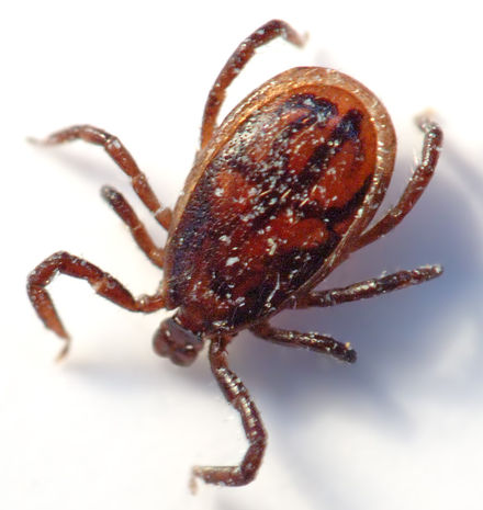 Tumnagel