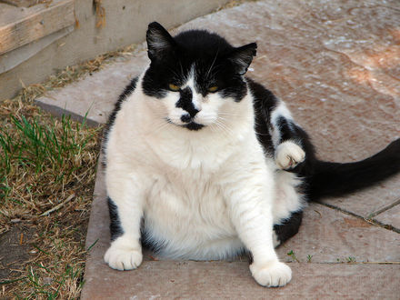 Tumnagel
