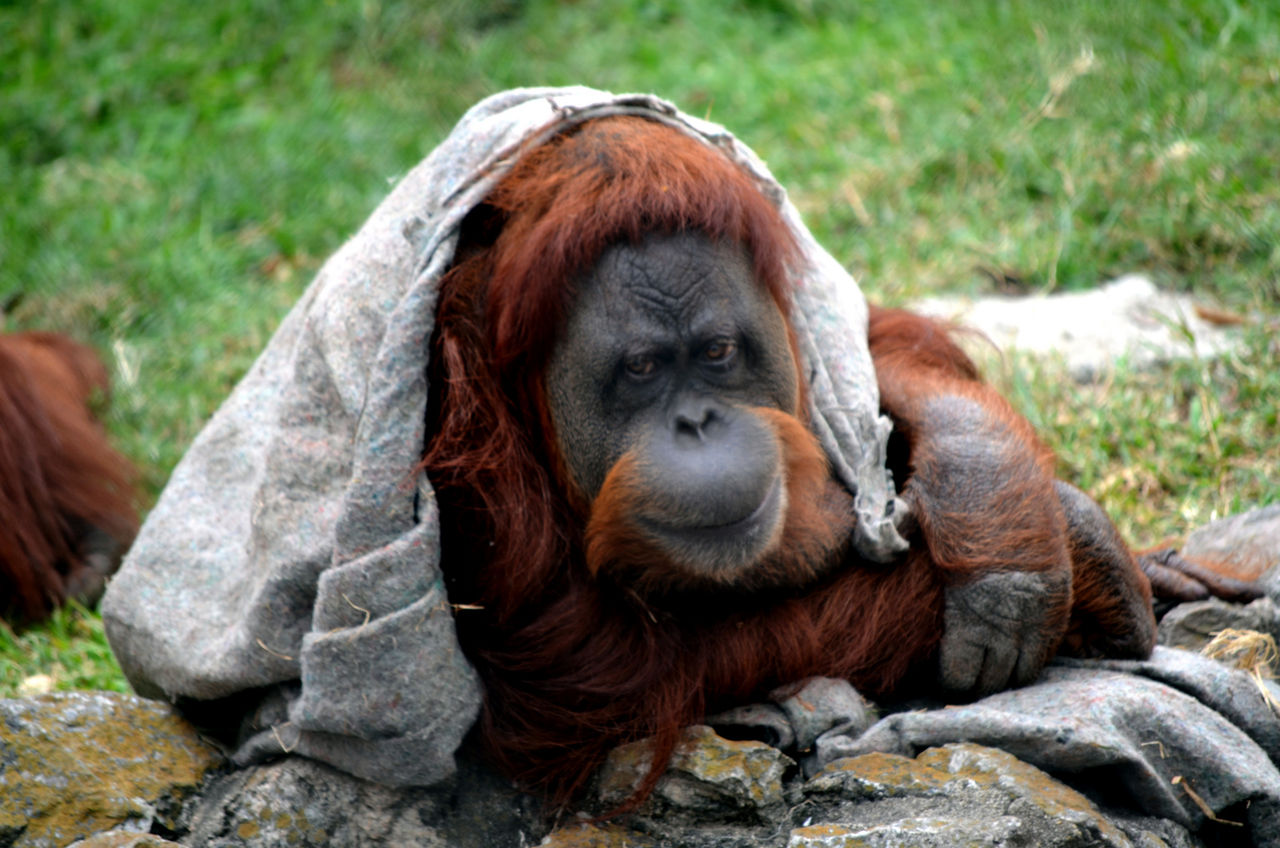 Orangutang i Argentina ska omfattas av mänskliga rättigheter