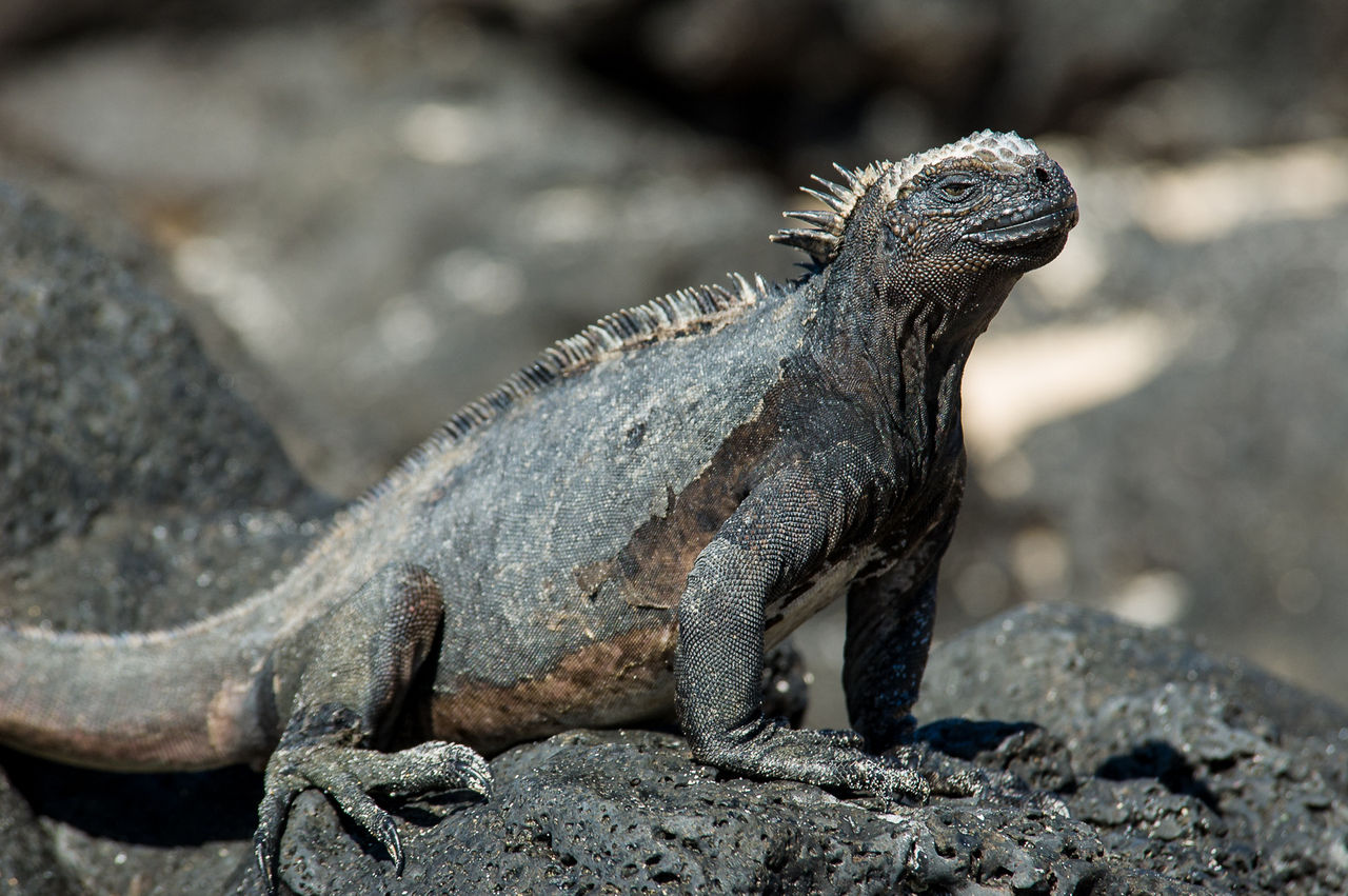 Lizard Squad börjar sälja DDoS-attacker