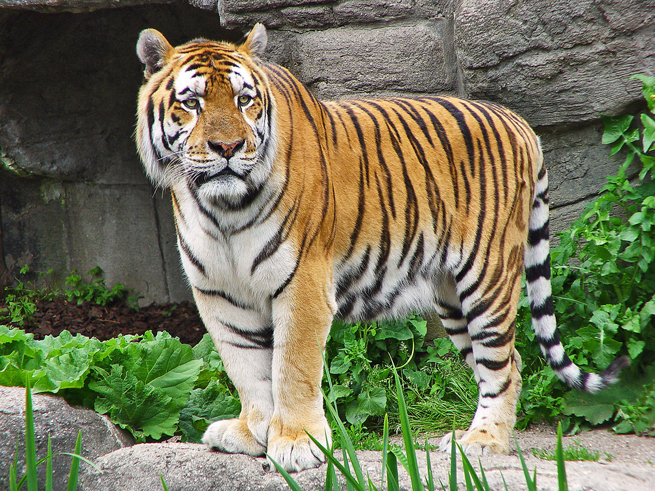 Kines dömd till 13 års fängelse för att ha ätit tiger