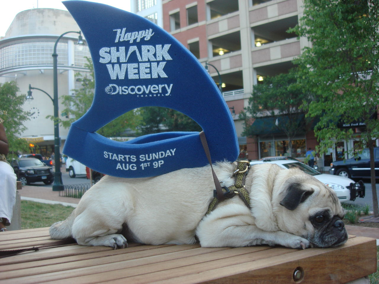 Discovery Channels nye chef säger att man ska arbeta för högre trovärdighet