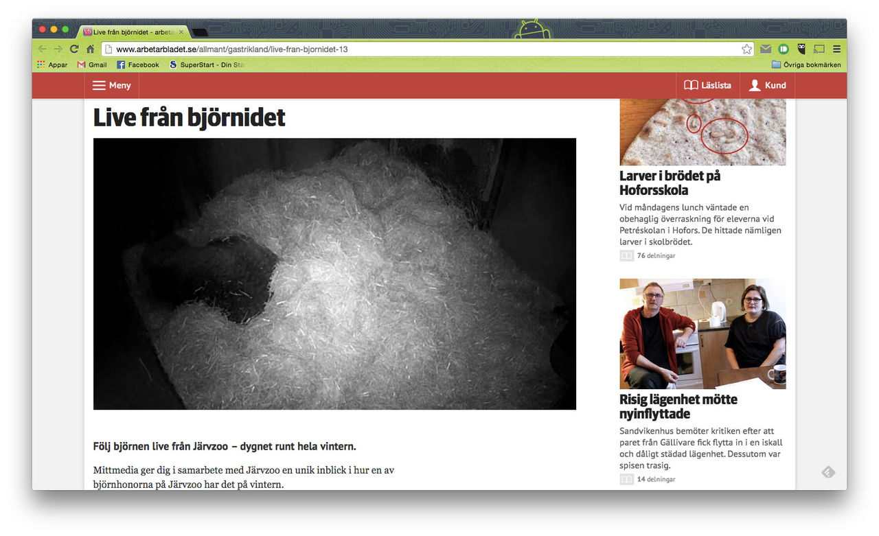 Kolla in ett björnide i realtid