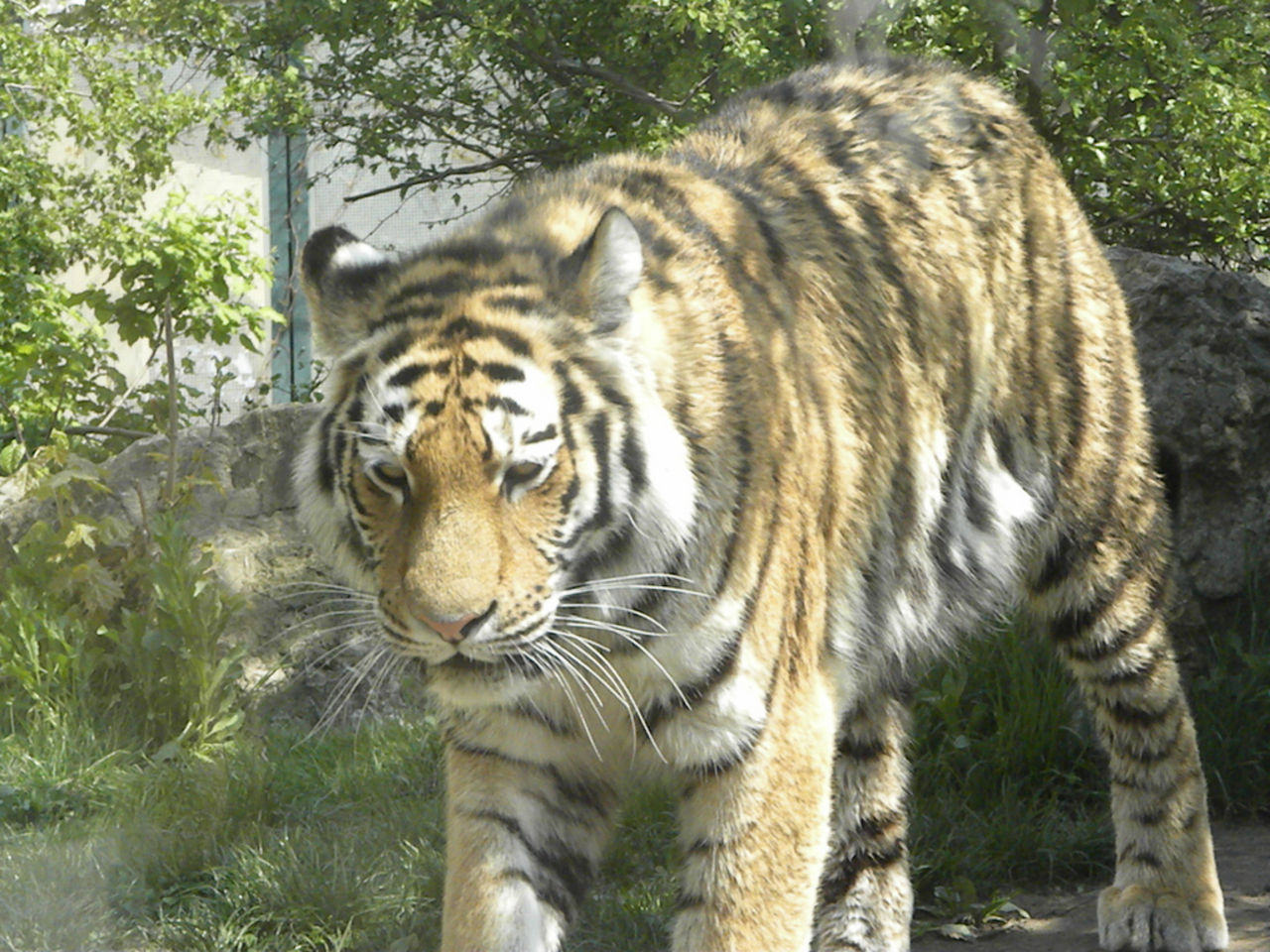 Global uppvärmning hotar tigrarna i Indien