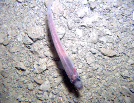 Tumnagel