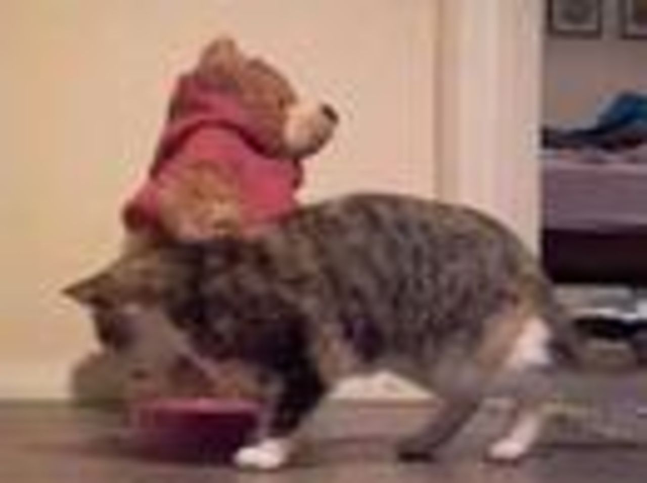 Robosapien möter teddybjörn möter katt