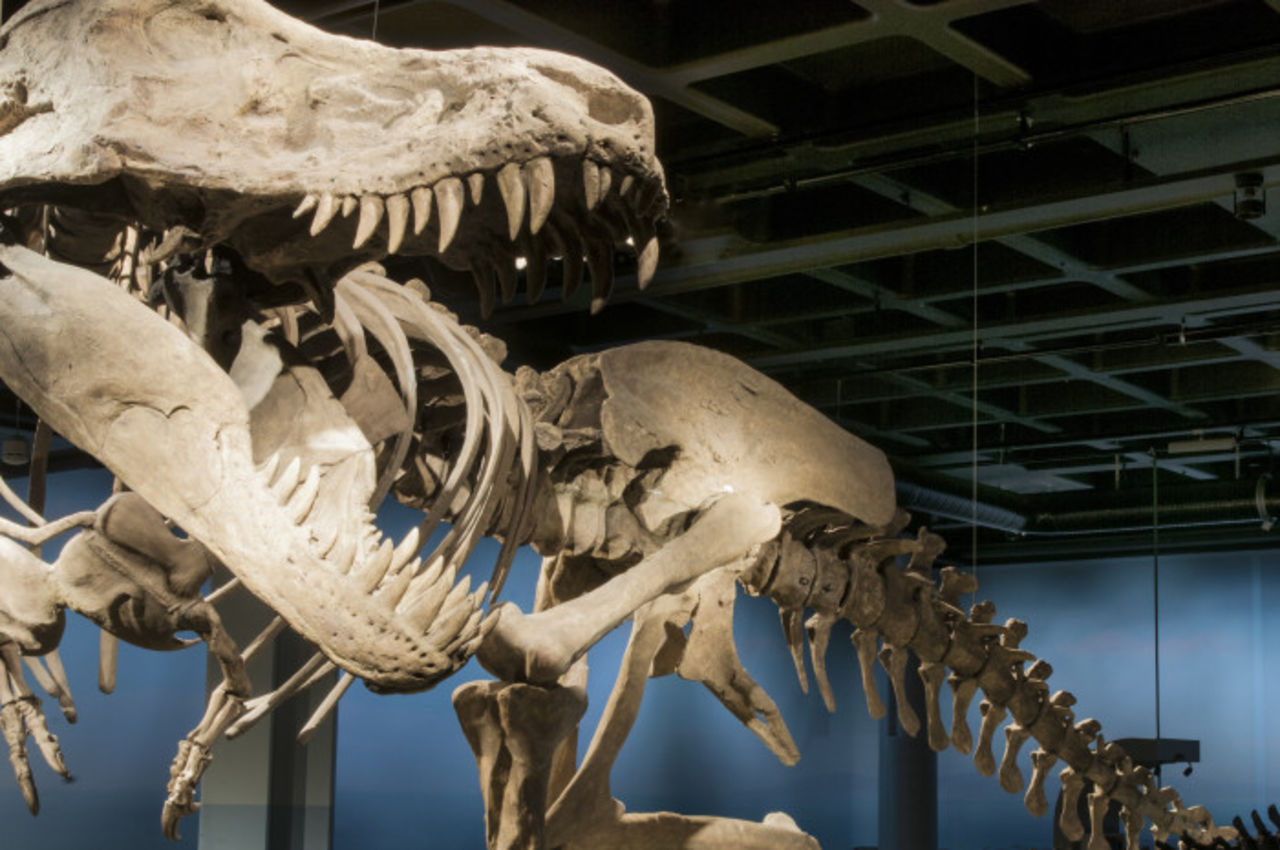 Dinosaurierna kommer snart till Naturhistoriska riksmuseet igen