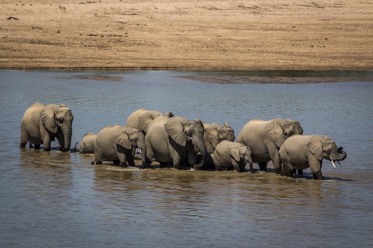 Afrikanska elefanten kan vara utrotad om 10 år
