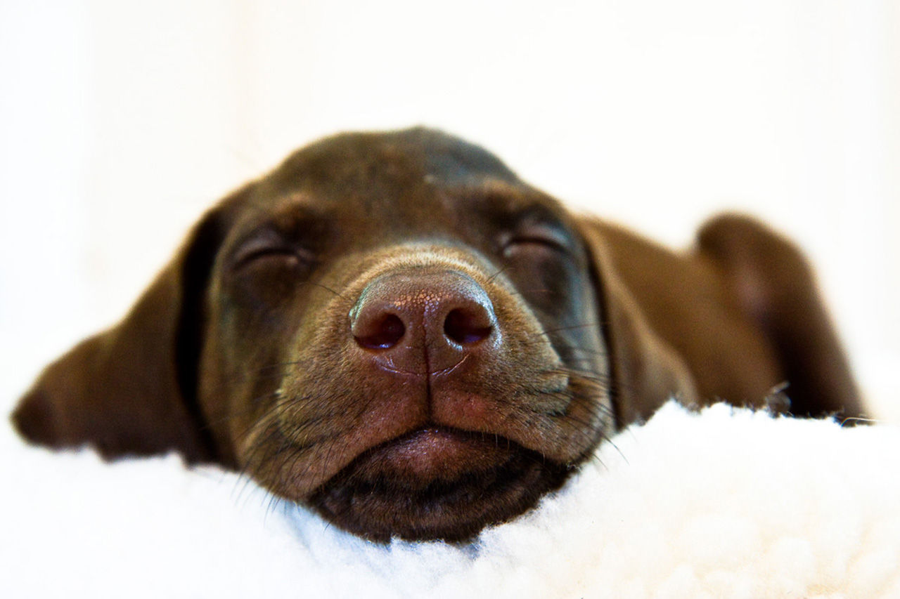 Ikea i Kina bannlyser sömntutor som sover i butikerna