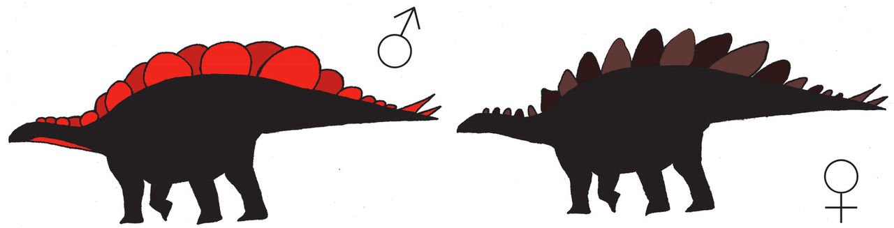 Så här ser man om en stegosaurus är en hona eller hane