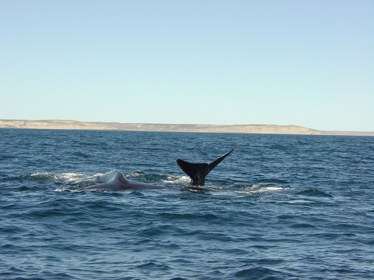 Valarna ökar i antal 