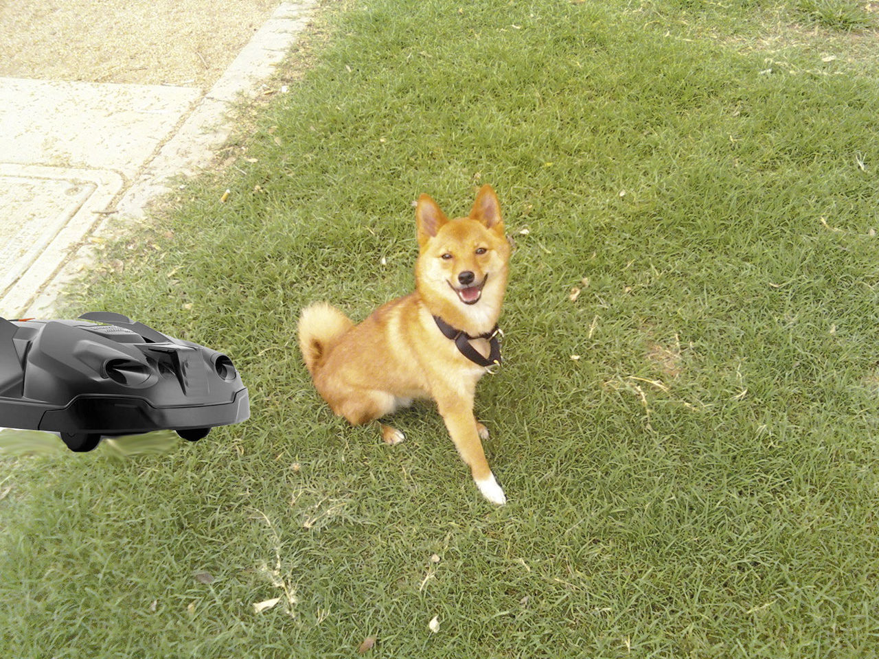 Robotgräsklippare kan vara farliga för husdjur