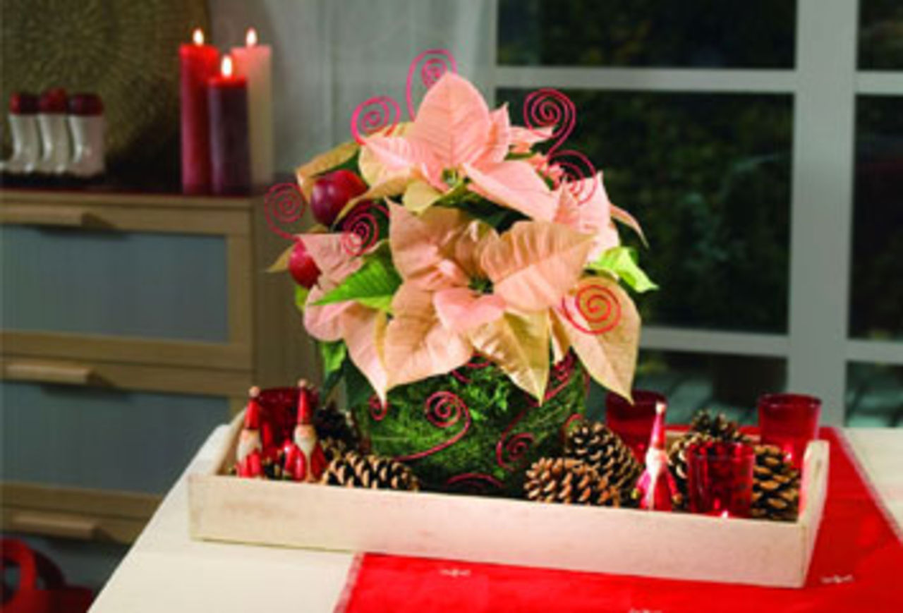 Julenst stora stjärna har en egen webb