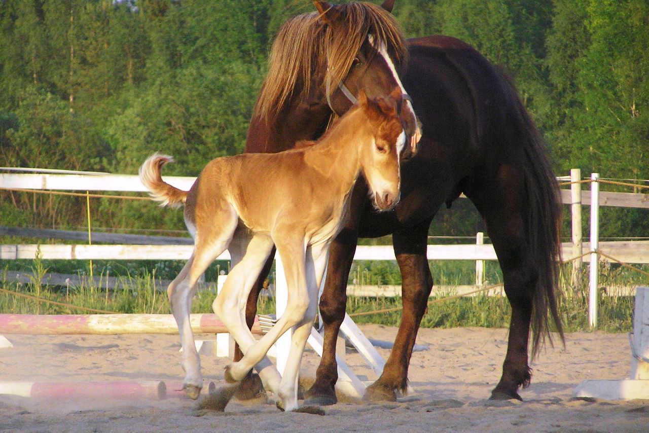 Finland värmer hem med hästbajs