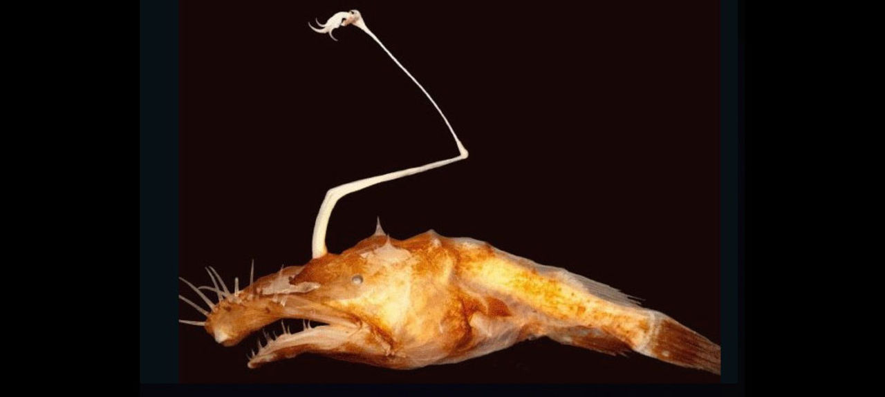 Forskare hittar ny monsterfisk
