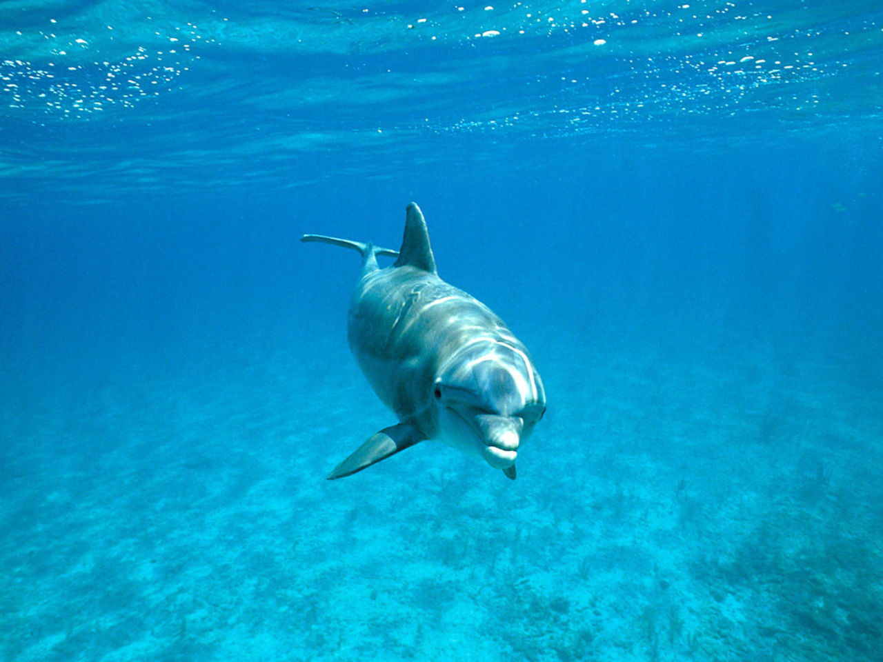 Hamas har fångat israelisk spiondelfin