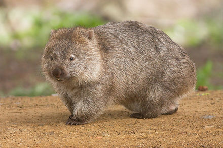 Tumnagel