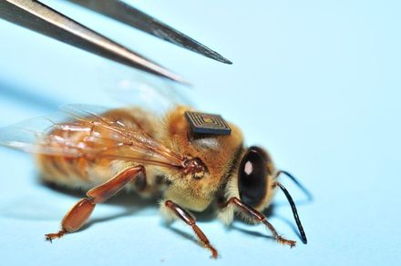 Tumnagel