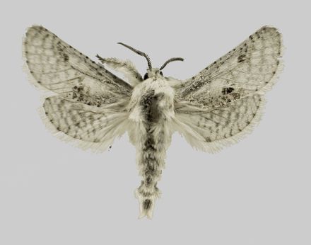 Tumnagel