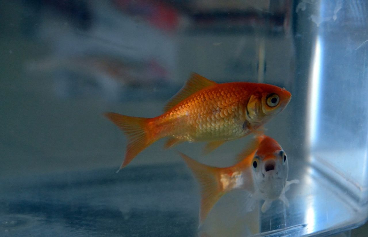 Vi har nu kortare koncentrationsförmåga än en guldfisk