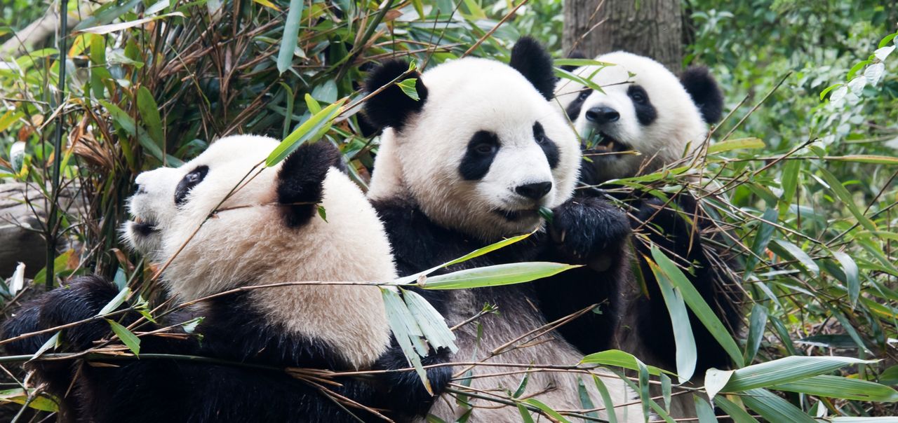 Apple satsar på ren el i Kina