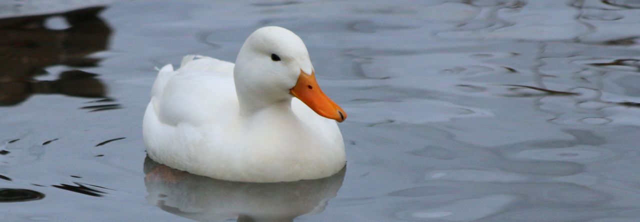 Duck är CyberDuck för kommandotolken