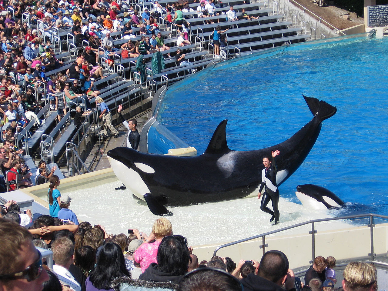 SeaWorld San Diego slutar med späckhuggarshower