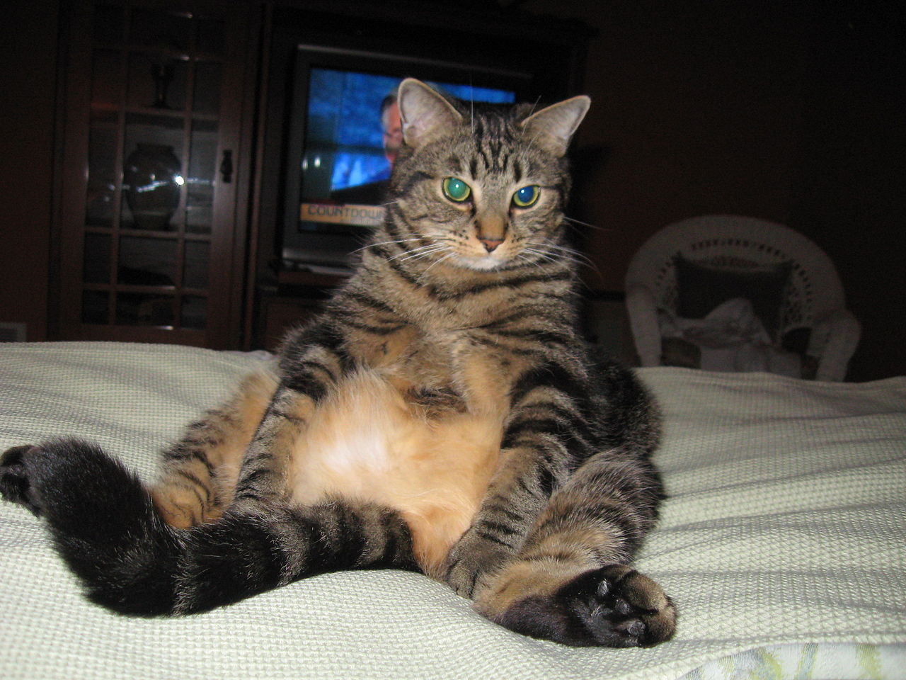 Snubbe trollar folk som postar sina telefonnummer på Twitter