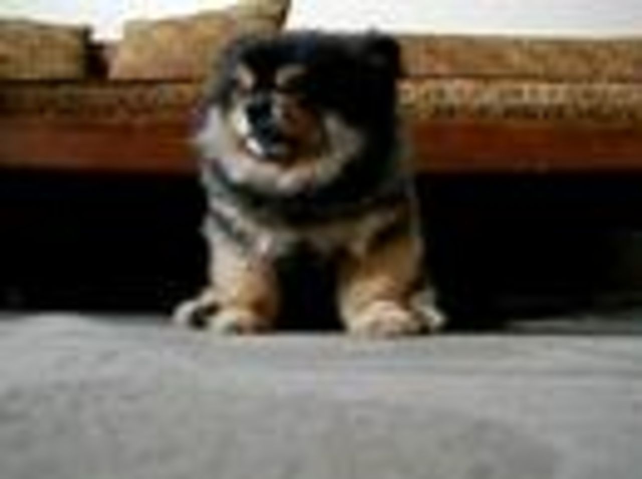 Rätt så trött hund