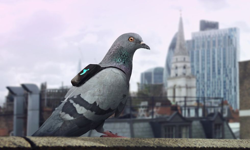 Duvor håller koll på Londons luftkvalitet