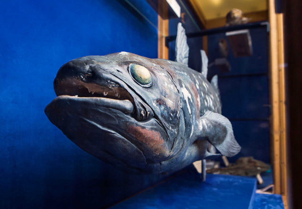 Tut i luren - Naturhistoriska riksmuseet firar 100 år!