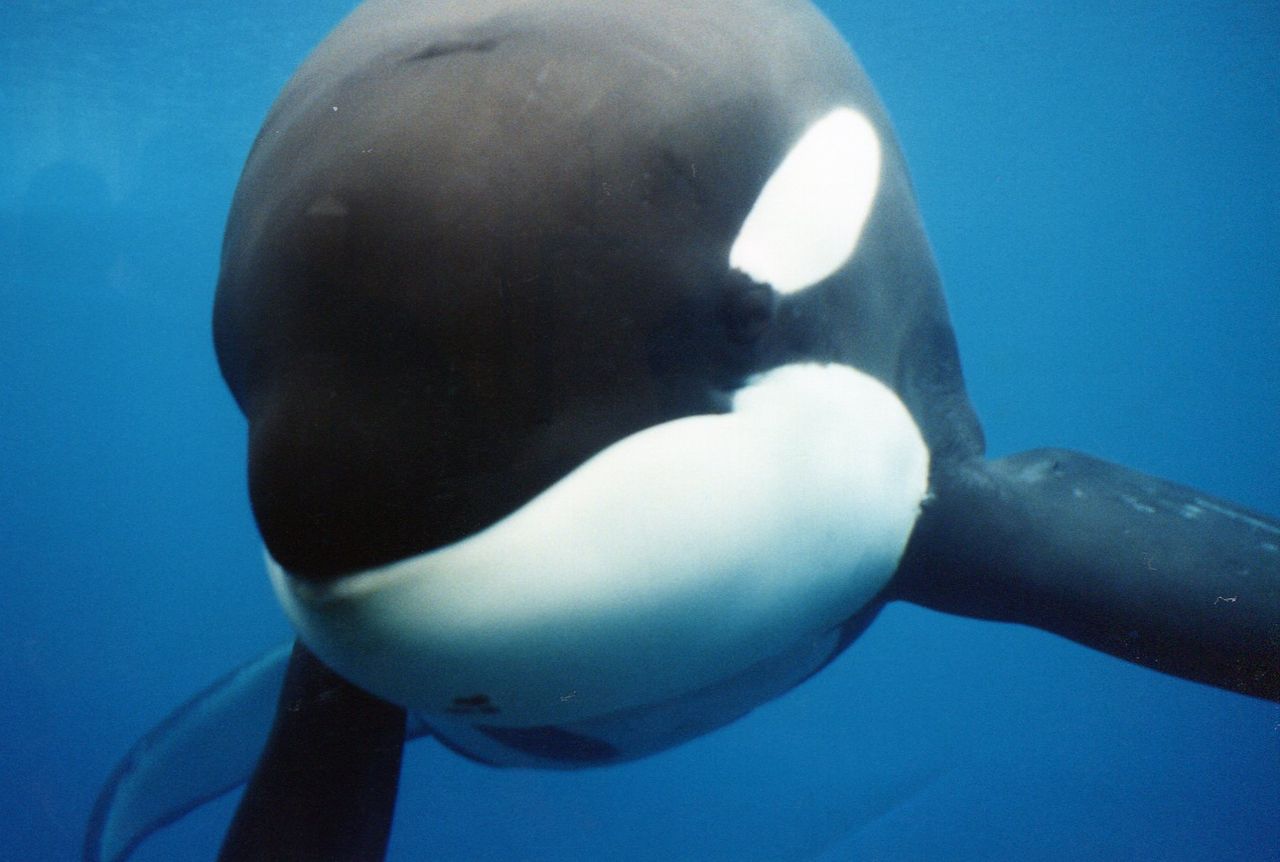 SeaWorld ska sluta med sina späckhuggare