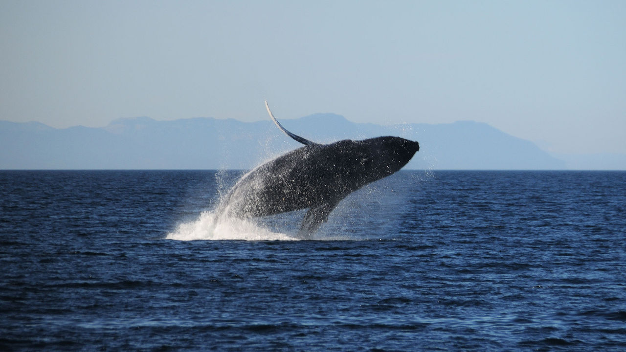 Japansk fototävling prisade bild på död val