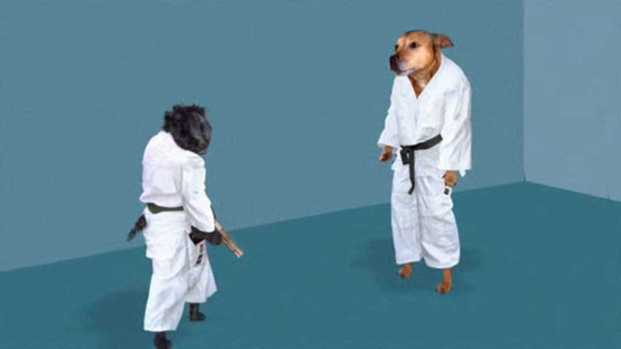 Hund-judo