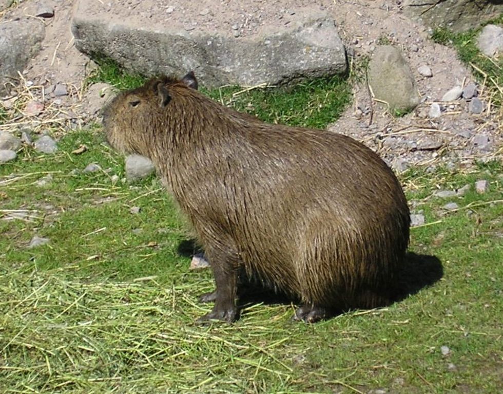 Möt världens största gnagare