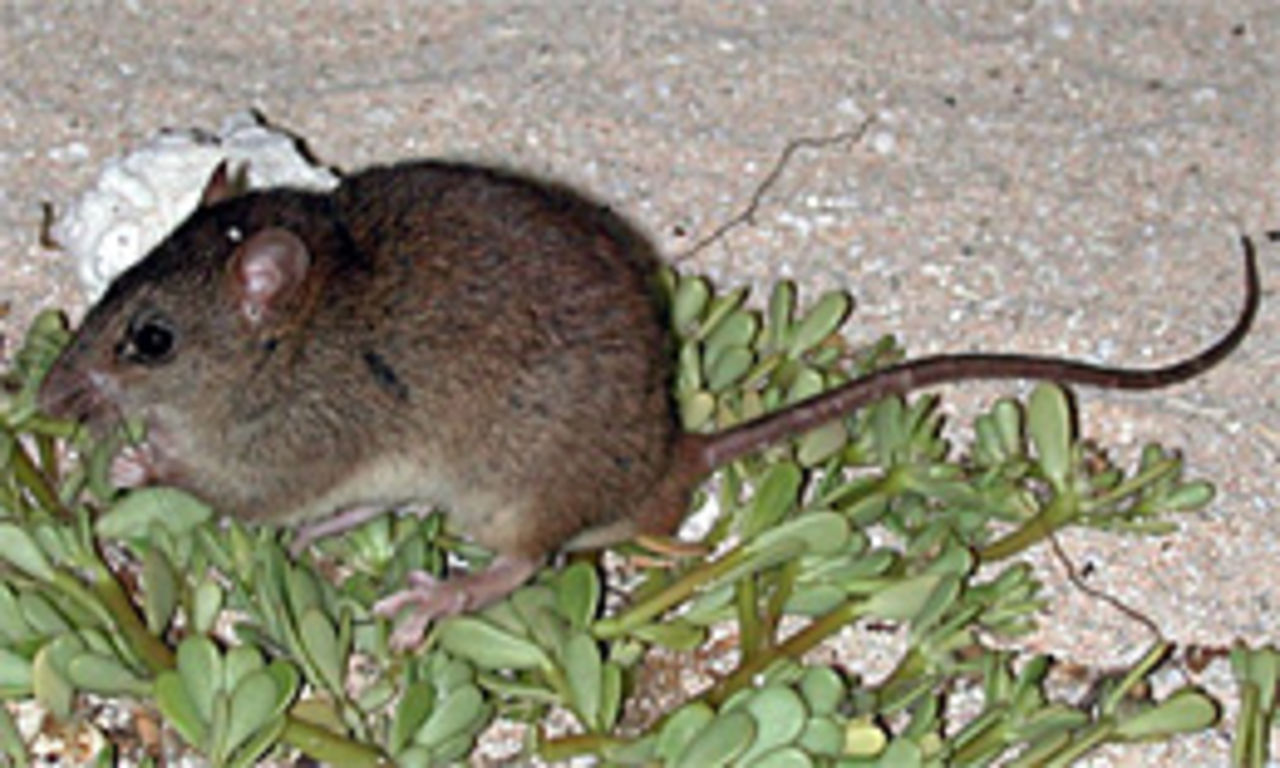 Melomys rubicola antagligen första däggdjuret som utrotats på grund av den globala uppvärmningen
