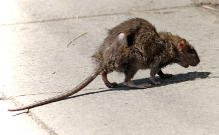 Tumnagel
