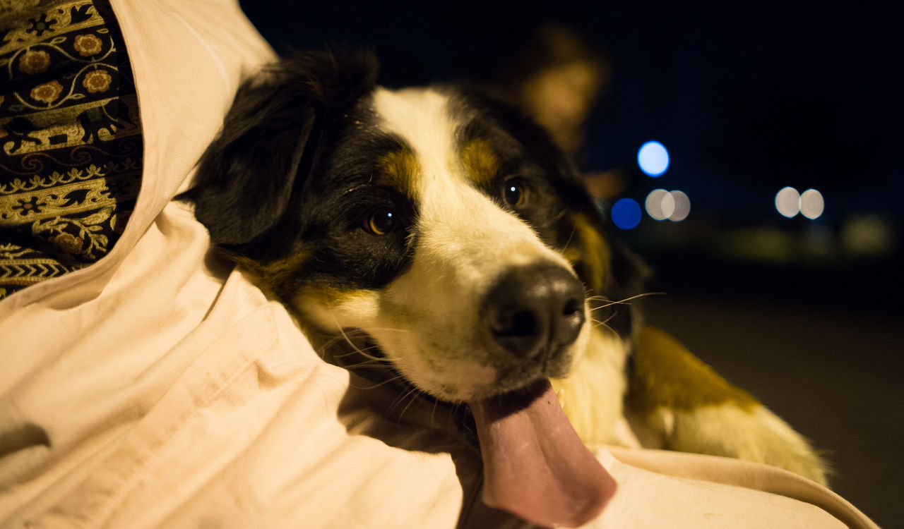 Forskare tros veta varför hundar är så sociala