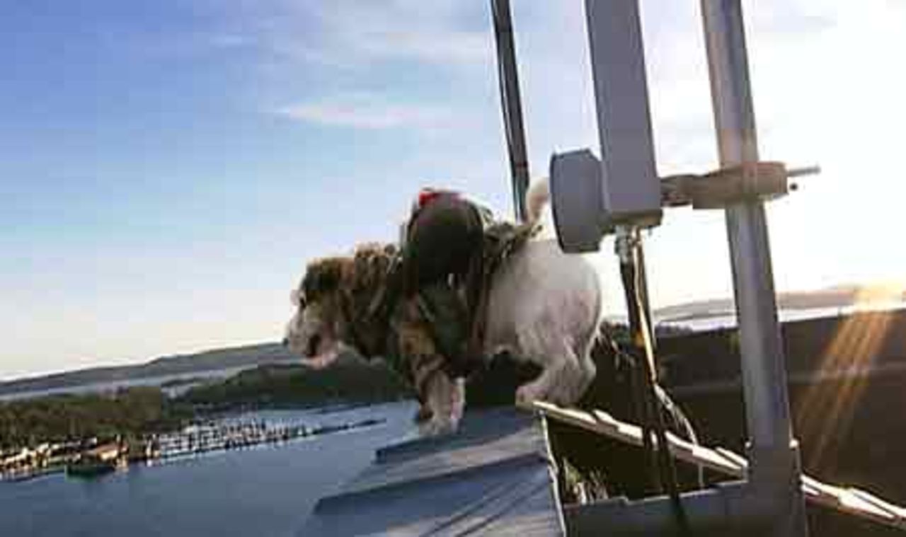 Base Jumping Dog