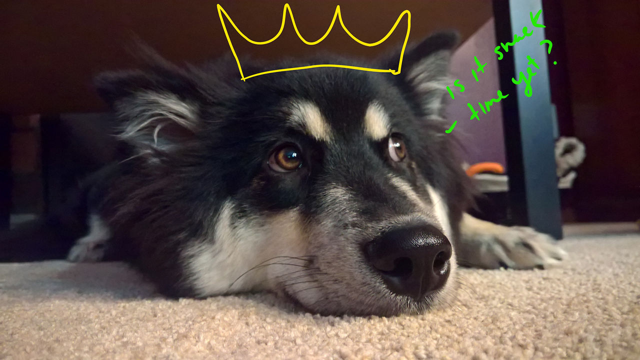 Windows 10 Preview-användare kan rita på bilder med Ink