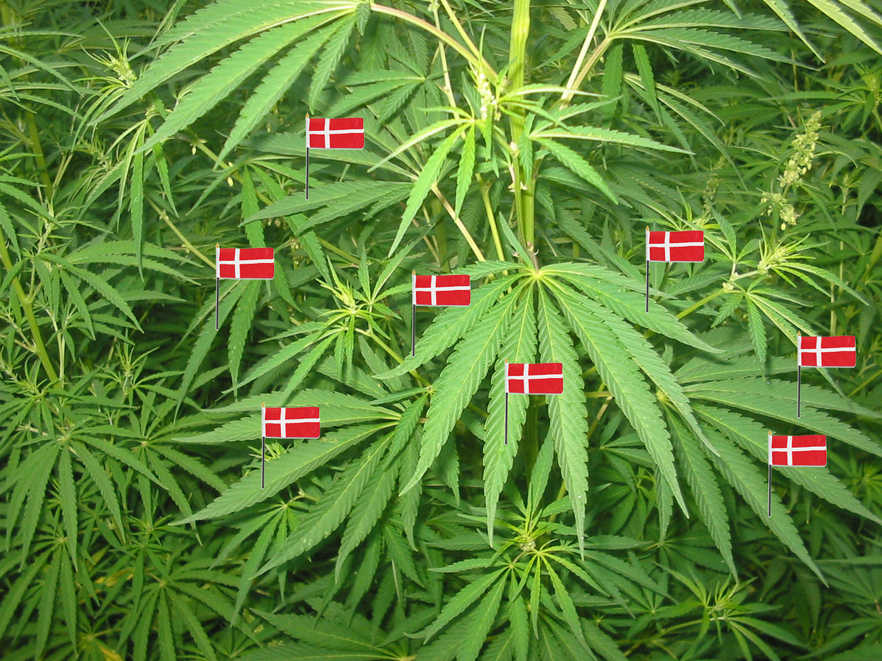 Danmark säger ja till medicinsk cannabis