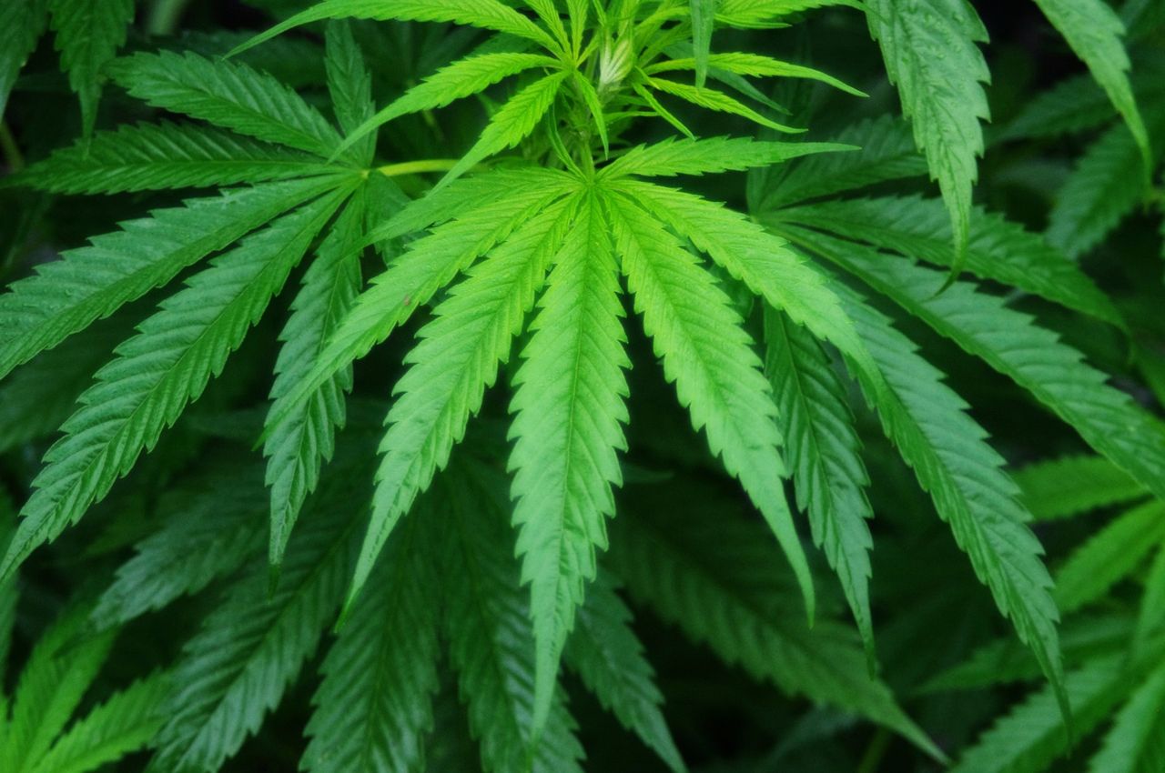 Kalifornien, Nevada och Massachusetts legaliserar marijuana