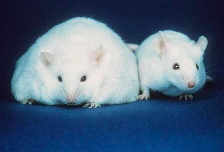 Tumnagel