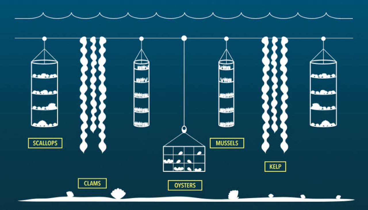 Kan man lösa framtidens mat genom att odla under vatten?