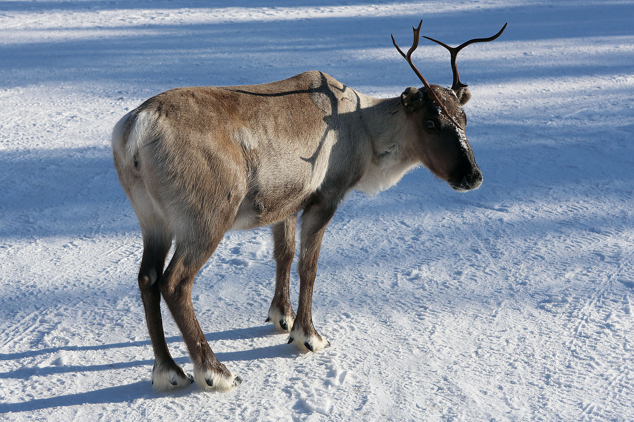 Renarna på Svalbard blir mindre