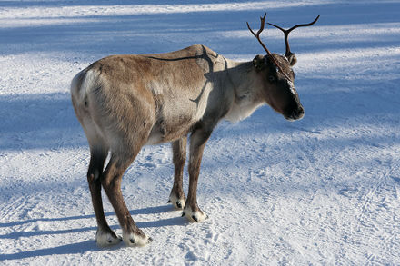 Tumnagel