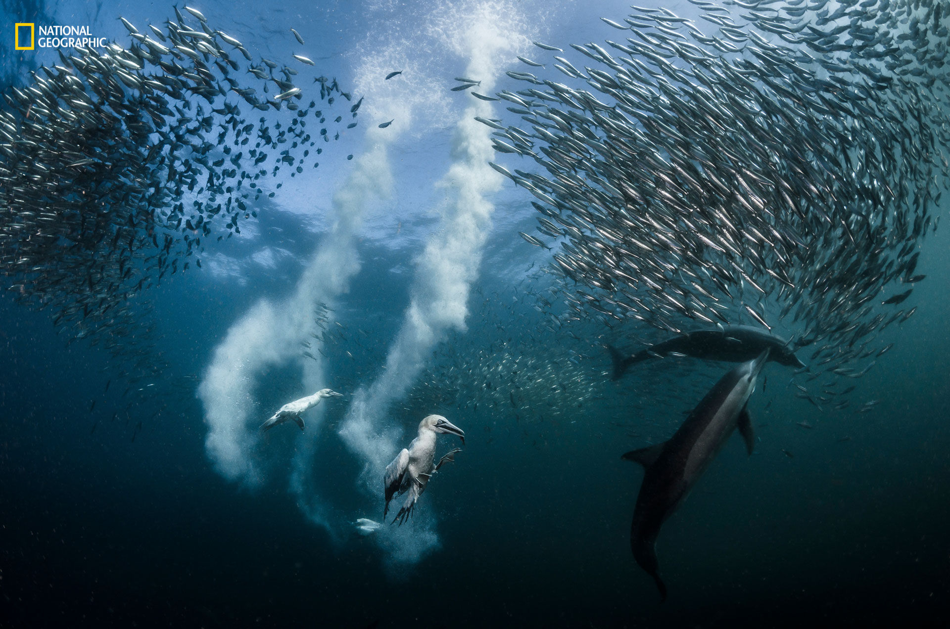 Årets naturfotografer utsedda av National Geographic