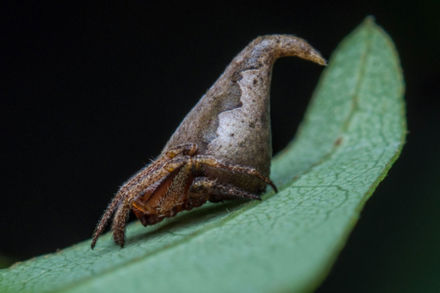 Tumnagel