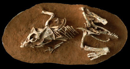 Tumnagel