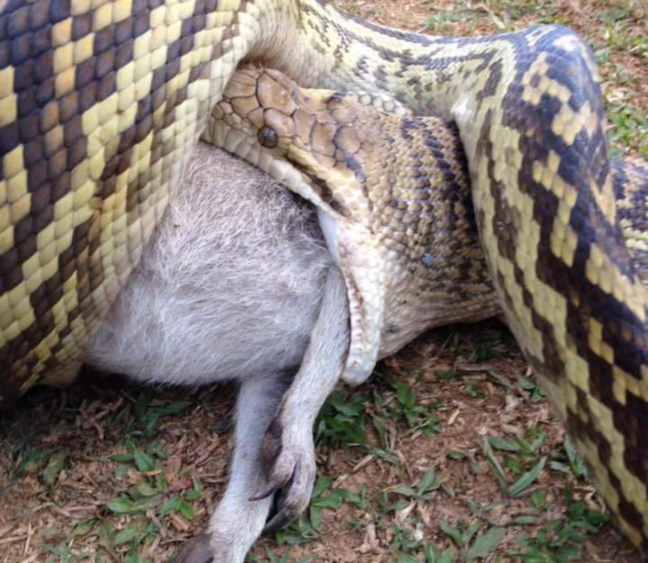 Orm äter upp vallaby